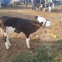 گوساله درجه یک موجود|حیوانات مزرعه|سیجوال, |دیوار