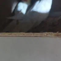 یه جفت عروس هلندی بالغ در حال تخم گذاری|پرنده|نگین شهر, |دیوار