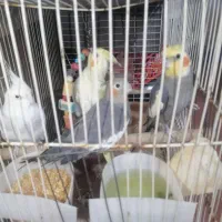 عروس هلندی