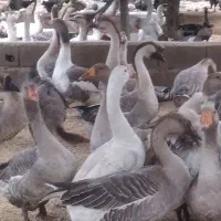 غاز دو رگه سنگین وزن