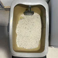 لوازم نگهداری گربه|لوازم جانبی حیوانات|رشت, گلسار|دیوار