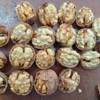 گردو درشت و سفید
