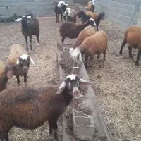 ۱۶۰مقطوع|حیوانات مزرعه|تاتار علیا, |دیوار