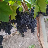 فروش انواع نهال انگور ایرانی و خارجی تعاونی|خدمات باغبانی و درختکاری|کاشمر, |دیوار