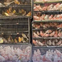 فروش انواع نژاد قناری