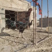 خروس لاری|حیوانات مزرعه|جزنیک, |دیوار