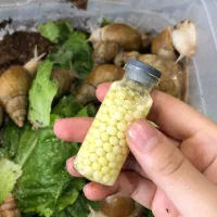 حلزون آچاتانیا|خزنده|تهران, مسعودیه|دیوار