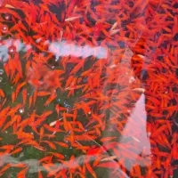 ماهی|ماهی|قهدریجان, |دیوار