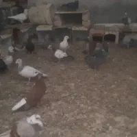کبوتر پلاکی و شهری