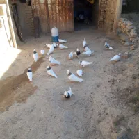کفترطوقی