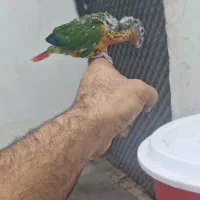 طوطی گرینچیک جوجه