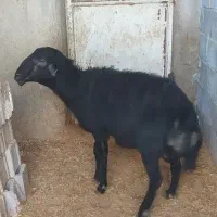 گوسفند نر نژاد دار قره‌ قزل قوچ چهار دندان