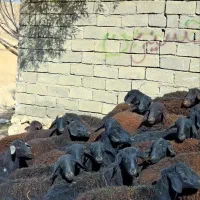 توخلی ماده قره قزل موقعیت زنجان