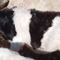 گوساله نر هولیشتاین سه ماه و بیست روز هستش|حیوانات مزرعه|شیروان (خراسان), |دیوار