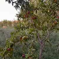 6 من محلی زمین کشاورزی واقع در روستای گوروان|فروش دفتر صنعتی، کشاورزی، تجاری|عجب شیر, |دیوار