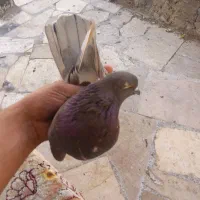 کبوتر تهرانی|پرنده|کرج, کوی امامیه|دیوار