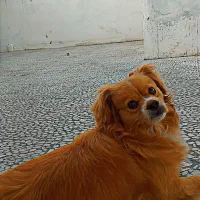 سگ نر گمشده