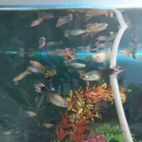 آکواریوم|ماهی|قزوین, |دیوار