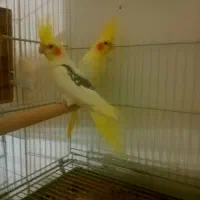 سه جفت عروس هلندی دوکت لوتینوزعفرونی وجوجه