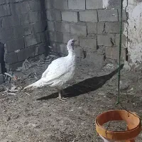 فروش بوقلمون نر|حیوانات مزرعه|دره شهر, |دیوار