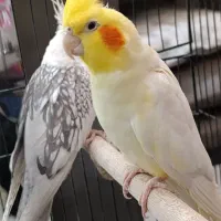 جفت عروس هلندی