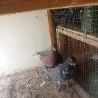 کفتر خوب عالی