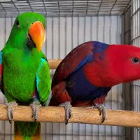 خرید طوطی اکلکتوس کایک گرین کاسکو داسکی کانور راهب