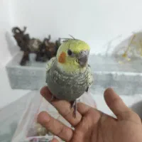 عروس هلندی|پرنده|بروجن, |دیوار