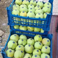 ۷ هکتارباغ و زمین زراعی|فروش دفتر صنعتی، کشاورزی، تجاری|بشاریات, |دیوار