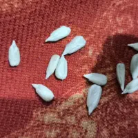 تخمه آفتابگردان|خوردنی و آشامیدنی|قروه, |دیوار