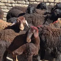 بره ماده قره قزل افشار صحیح و سالم|حیوانات مزرعه|زنجان, |دیوار