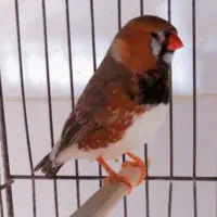 یک جفت فنچ جامبو اخمو مولد درشت