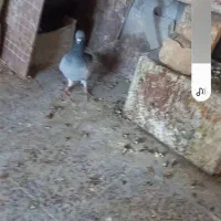 نروماده یهودی آبی|پرنده|مبارکه, |دیوار