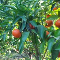 پرتغال تامسون سر باغ برگ چین|عمده‌فروشی|بهنمیر, |دیوار