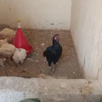 خروس اصیل معاوضه