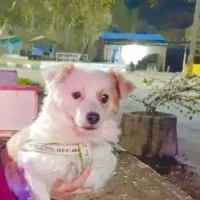 سگ خونگی