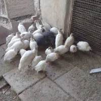 مرغ شاخدار گینه ای