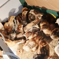 گلپایگانی اصلاح نژاد شده ۱۷ روزه حراج