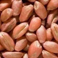 گندم دامی ۵۰هزار بذری میهن ۶۵هزار