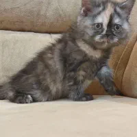 گربه بریتیش موکوتاه