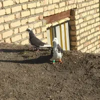 قره زاغ پشتی خراب