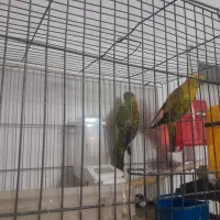 جفت طوطی آواز خوان ۱۰۰۰۰۰۰۰|پرنده|تبریز, |دیوار