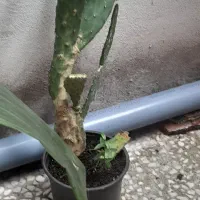 دوعدد گل|گل و گیاه طبیعی|رشت, استقامت ۲|دیوار