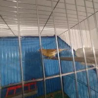 سلام قناری نروماده سالم سالم|پرنده|همدان, |دیوار