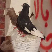 کبوتر گمشده سینه ای کبوتر|حیوانات|اهواز, سخیریه|دیوار