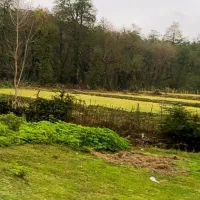 زمین مسکونی وباغی وباغ چای سنددار