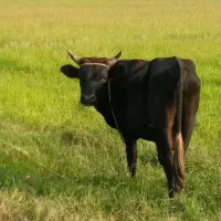 گاو نر حدود ۲۰ماهه خوش خوراک سر شاخ میزان|حیوانات مزرعه|رشت, پسیخان|دیوار