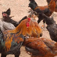 مرغ وخروس|حیوانات مزرعه|تهران, افسریه|دیوار