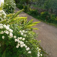 اجاره ویلا باغ جنگلی رامسر