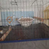 در مورد پرورش قناری اطلاعات میخواستم